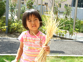 今日は園庭で流しそうめん！