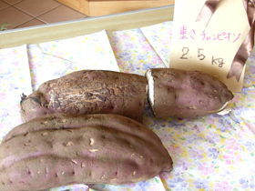 これが長さチャンピオン42cm