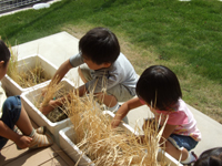 9月:収穫