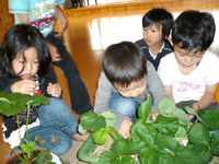 イチゴを摘んで