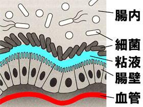 腸壁の断面図