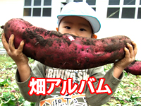 トレポンテ畑アルバム